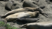 PICTURES/Elephant Seals on Cambria Beach/t_P1050306.JPG